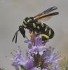Leucospis gigas